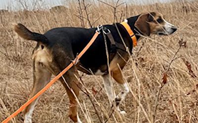 Hayley – Hound mix