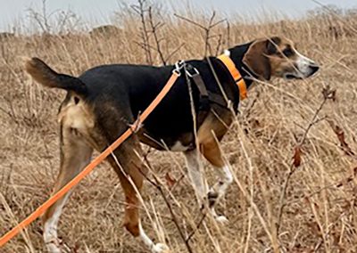 Hayley – Hound mix