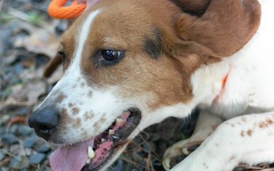 Bonnie – Beagle (Adopted)