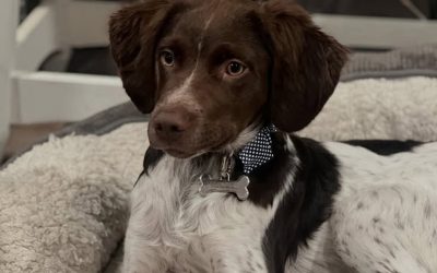 Chip – Brittany Spaniel (Adopted)
