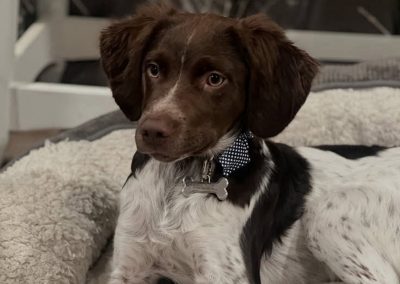 Chip – Brittany Spaniel (Adopted)
