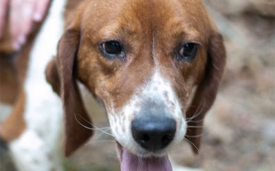 Clyde – Beagle (Adopted)