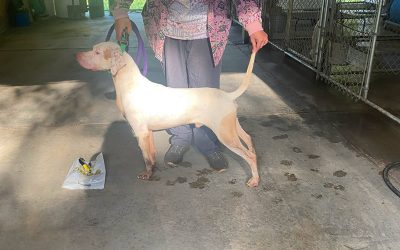 Jack – English Pointer (Adopted)