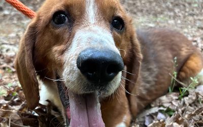 Mr. Biscuits – Beagle (Adopted)