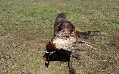 Sink – German Shorthaired Pointer (Adopted)