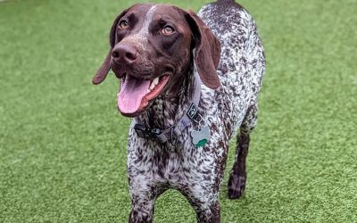 Finnley – German Shorthaired Pointer (Adopted)