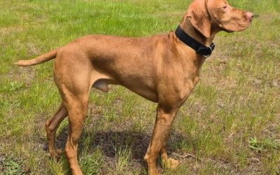 Pluto – Vizsla (Adopted)