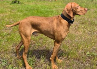 Pluto – Vizsla (Adopted)