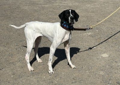 Raleigh- (Adopted)