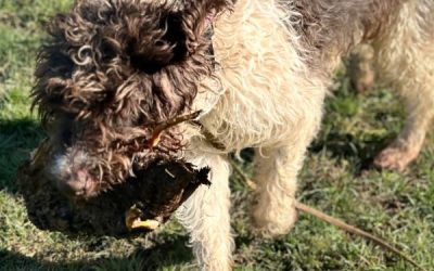 Cash – GWP ( Adopted)