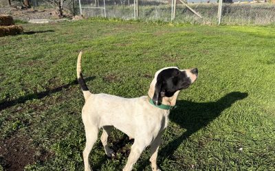 Dolly – English Pointer (Adopted)