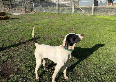 Dolly – English Pointer (Adopted)
