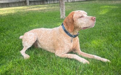 Gunny – Braque Du Bourbonnais (Adopted)