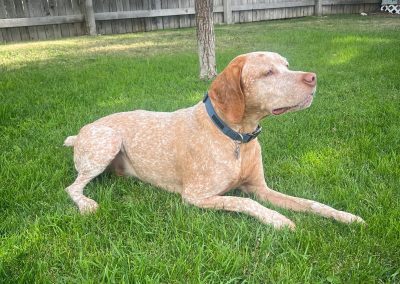 Gunny – Braque Du Bourbonnais (Adopted)