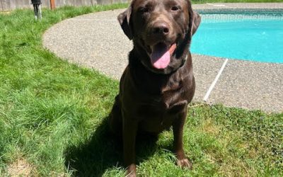 Drake – Chocolate Labrador Retriever (Adopted)