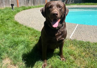 Drake – Chocolate Labrador Retriever