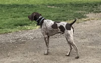 Whiskey – GSP (Adopted)