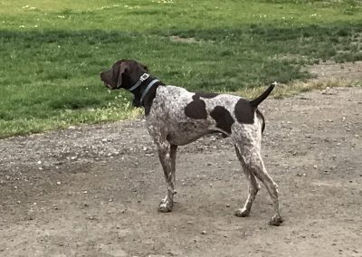 Whiskey – GSP (Adopted)