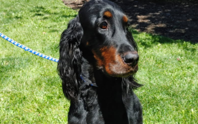Rosebud – Gordon Setter (Adopted)