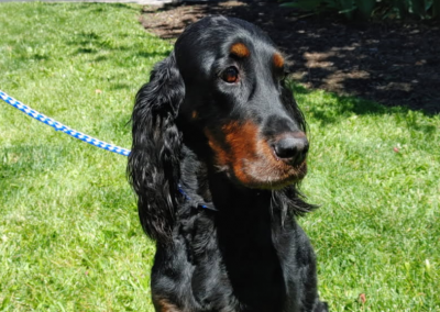 Rosebud – Gordon Setter (Adopted)