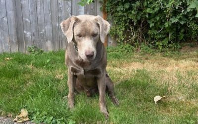 Steele -Silver Labrador Retriever (Adopted)