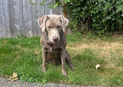 Steele -Silver Labrador Retriever (Adopted)