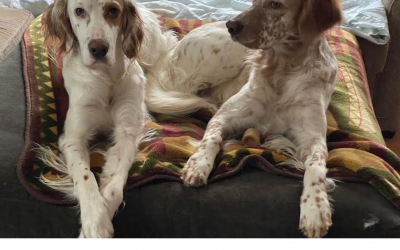 Winston and Gunner – English Setters (Adopted)