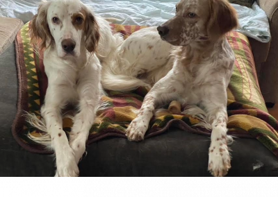 Winston and Gunner – English Setters (Adopted)
