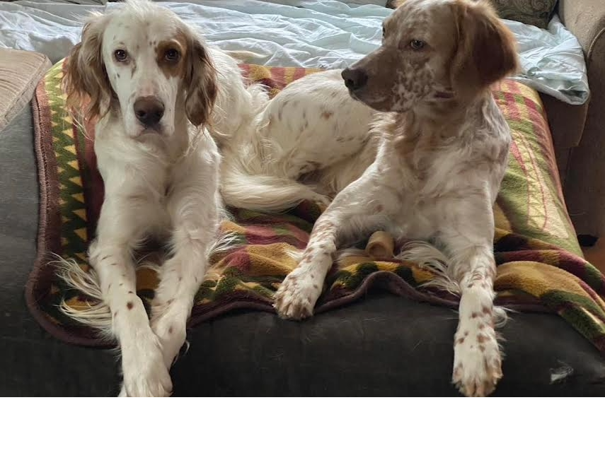 Winston and Gunner – English Setters (Adopted)