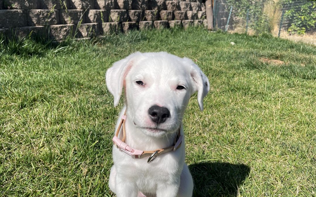 Olive – Dogo Argentino
