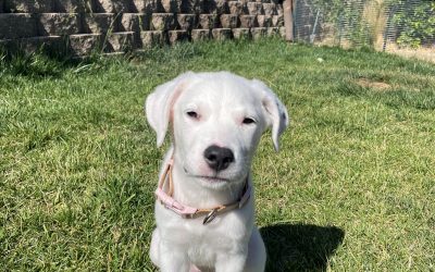 Olive – Dogo Argentino (Adopted)