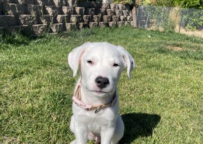 Olive – Dogo Argentino (Adopted)