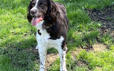Odin – English Springer Spaniel (Adopted)