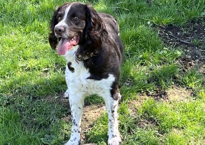 Odin – English Springer Spaniel (Adopted)