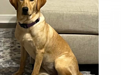 Penny – Labrador Retriever (Adopted)