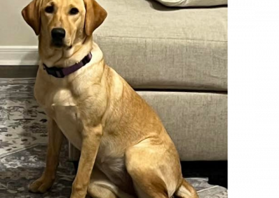 Penny – Labrador Retriever (Adopted)