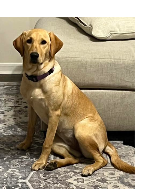 Penny – Labrador Retriever