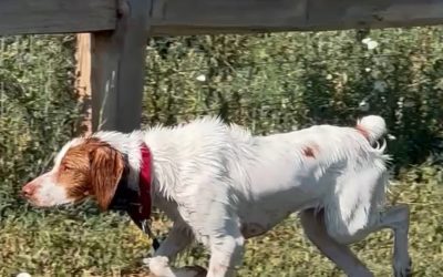 Gracie – Brittany Spaniel (Adopted)