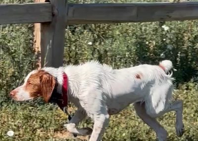 Gracie – Brittany Spaniel (Adopted)