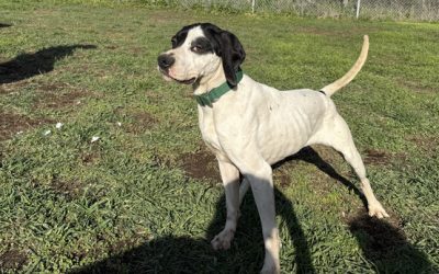 Goofy – English Pointer