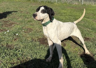 Goofy – English Pointer