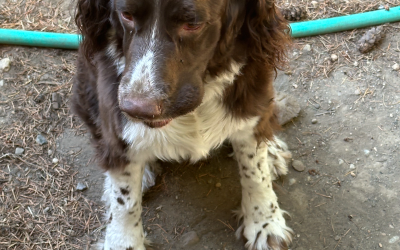 Athena – English Springer Spaniel (Adopted)