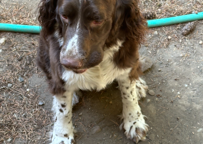 Athena – English Springer Spaniel (Adopted)