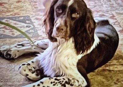 George – French Spaniel (Adopted)