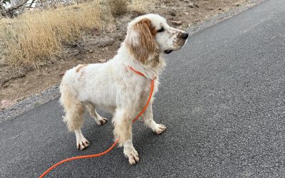 Marley – Field Bred English Cocker