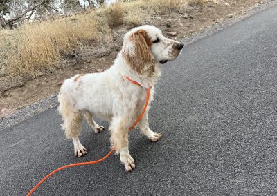 Marley – Field Bred English Cocker