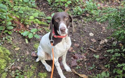 Camila – German Shorthair Pointer