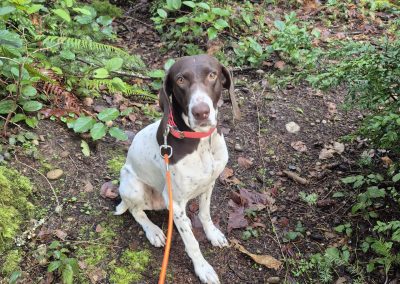Camila – German Shorthair Pointer