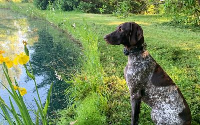 Maggie – German Shorthair Pointer (Adopted)