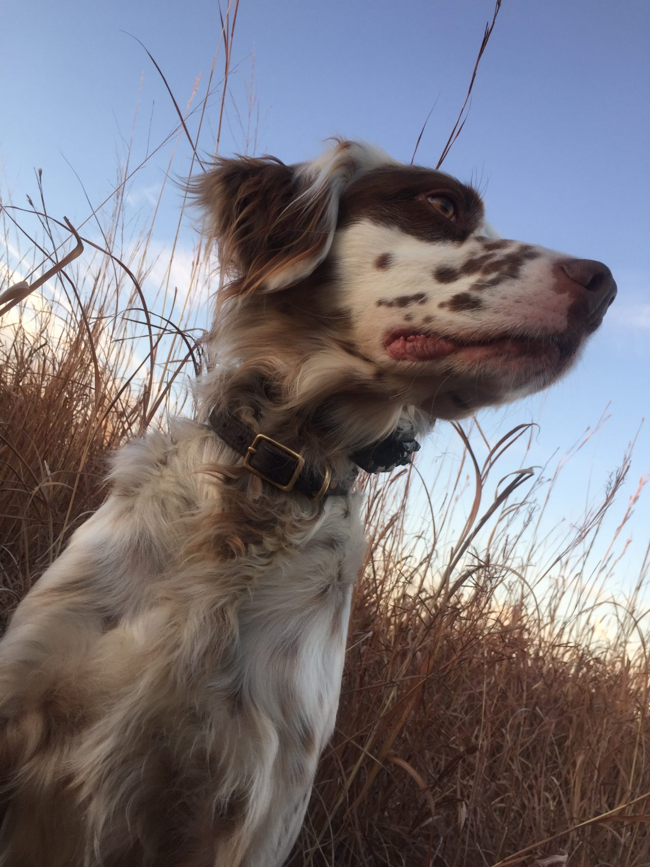 Dash - Llewellin Setter (Adopted) - Gundogz Rescue